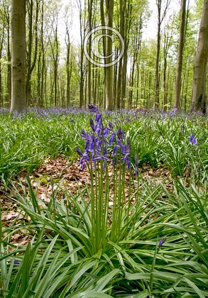 Bluebell Woods 3 DM0422